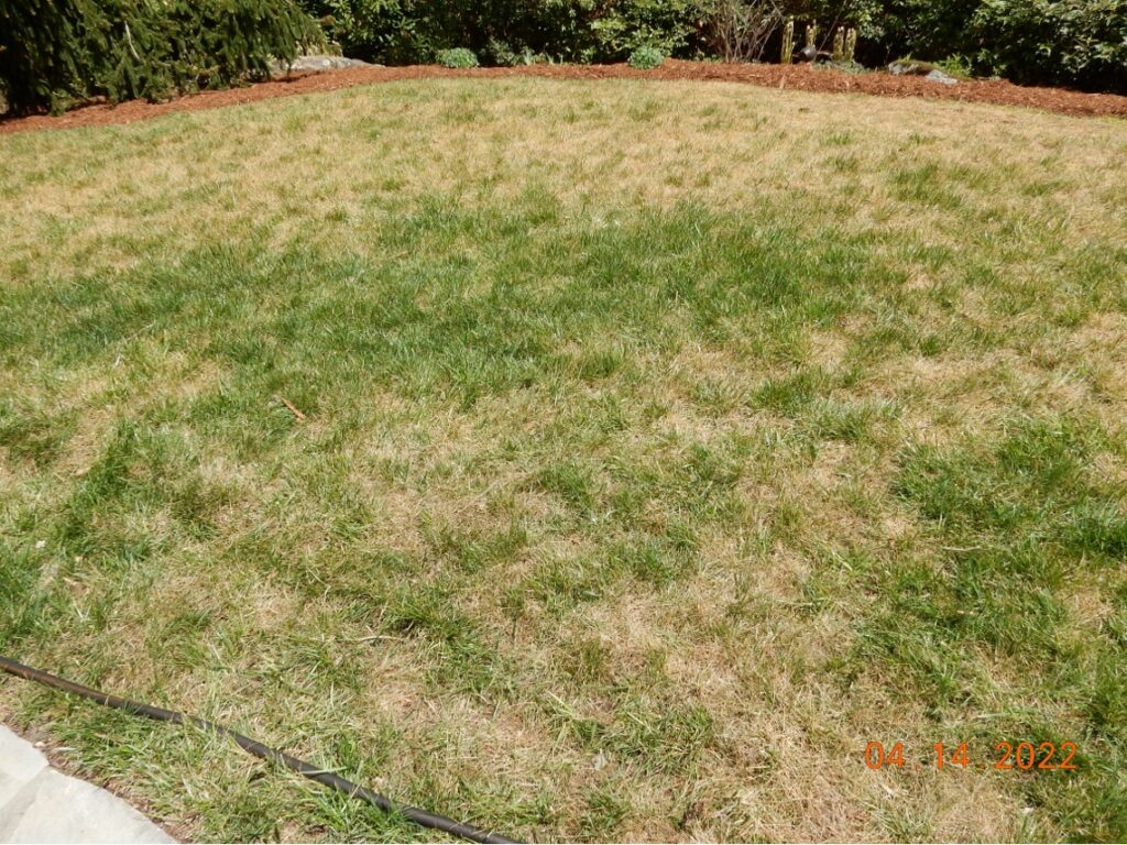 atrazine damaged fescue lawn