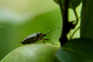 Brown marmorated stink bug