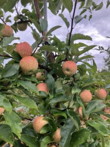Cover photo for 2024 Apple Harvest Management Considerations: Special Focus on Gala