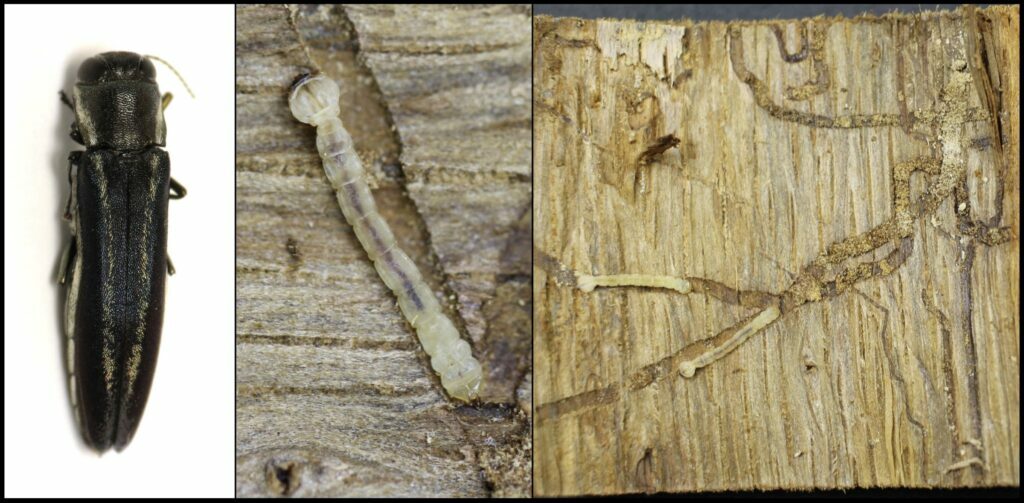 two lined chestnut borer