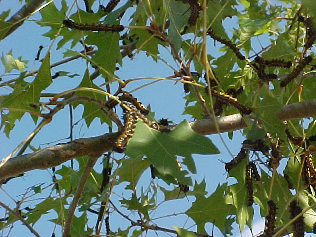 Pest Alert – Orange Striped Oakworm | N.C. Cooperative Extension