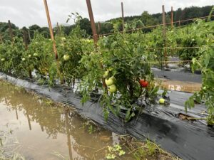 Cover photo for Assessing Damage in Produce Crops During Times of Excessive Rainfall