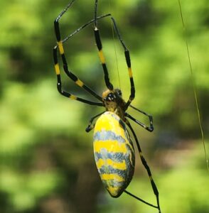 Joro spider North Carolina