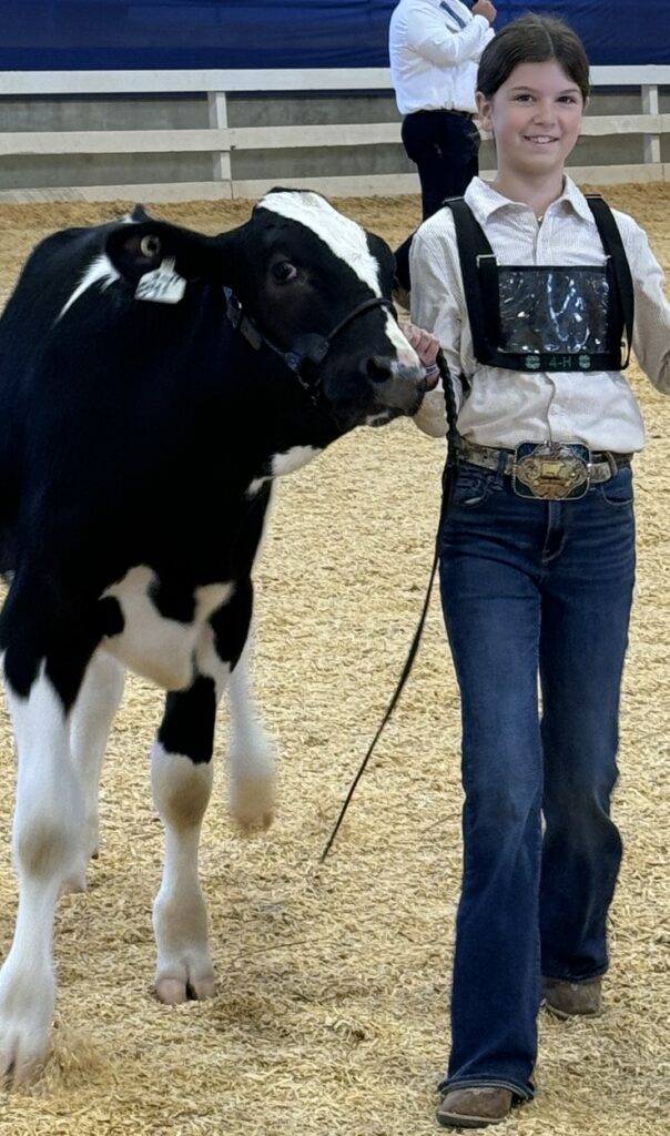 Dairy Steer