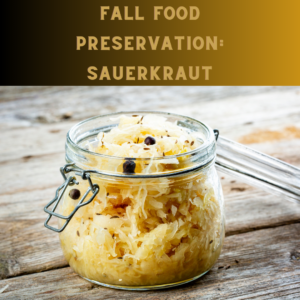 Fall Food Preservation Sauerkraut