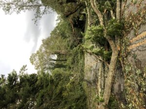 oaks in road