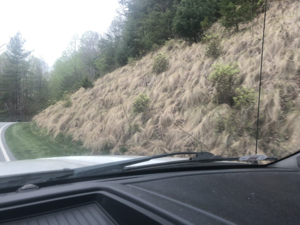 muhly grass slope