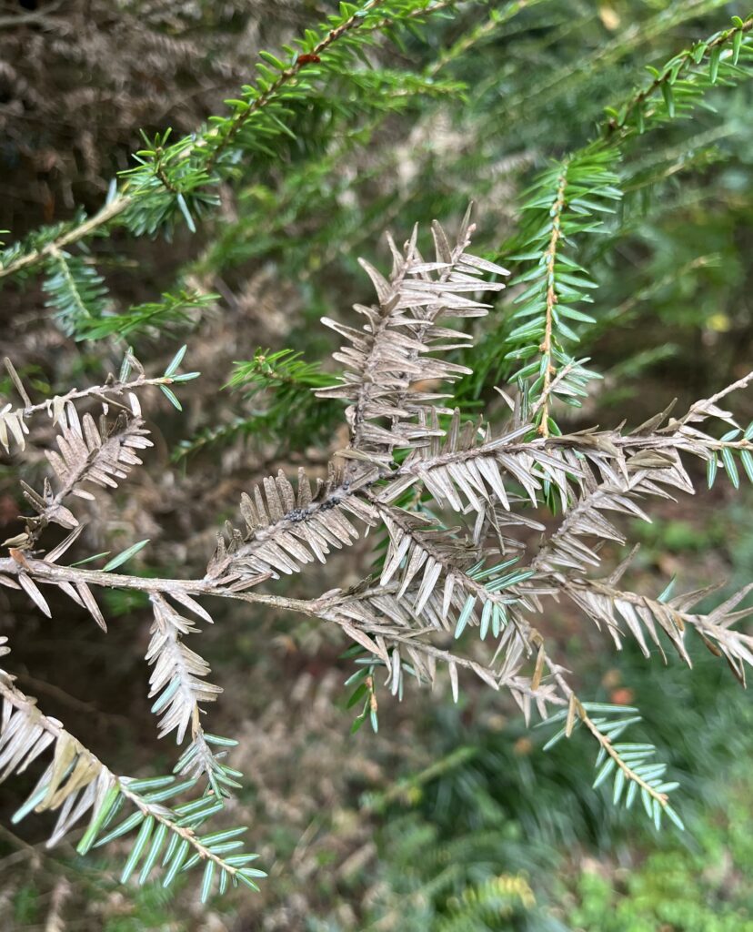 rosellina hemlock schneider