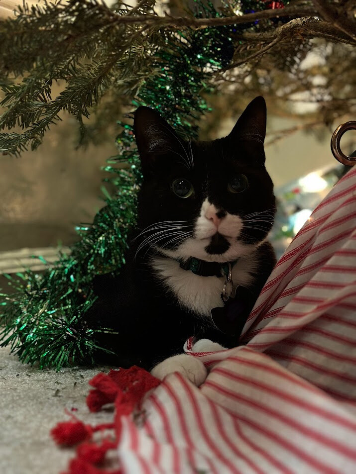 A cat sits under a christmas tree.