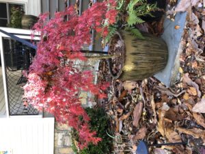 Japanese Maple in container