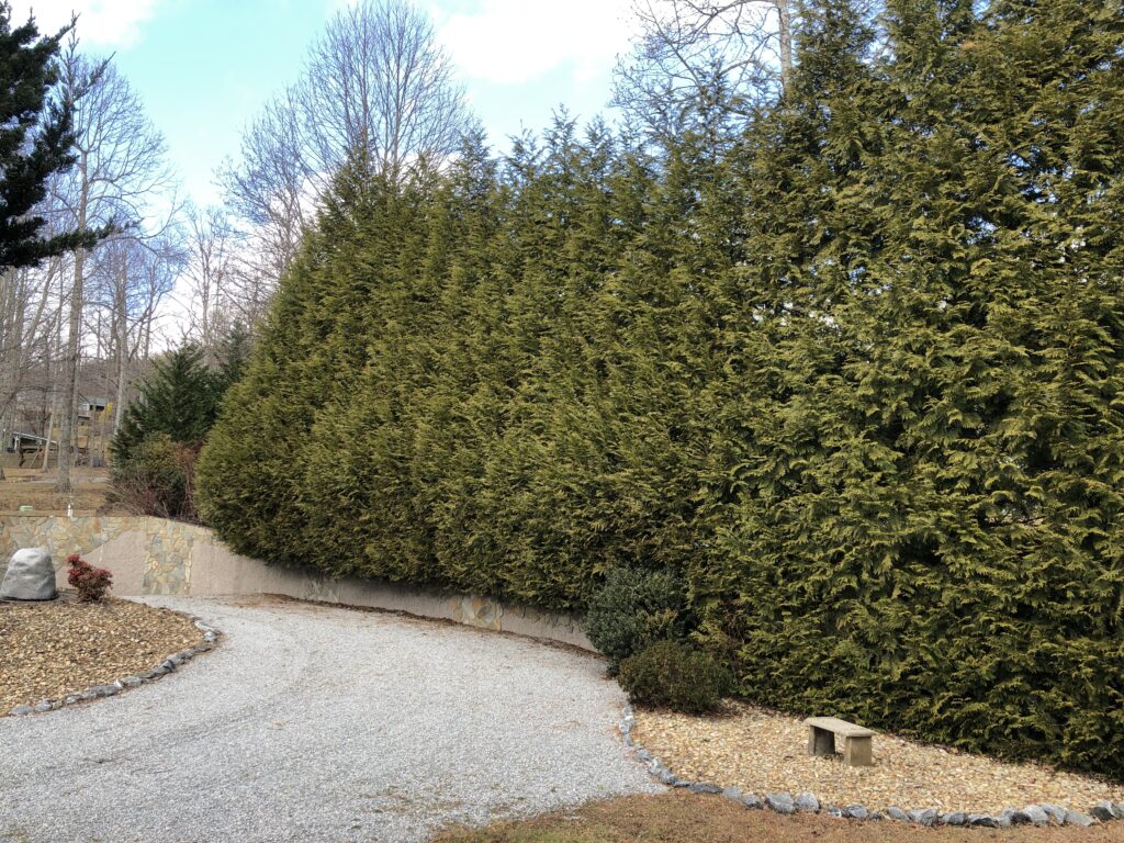 'Green Giant' arborvitae hedge in winter