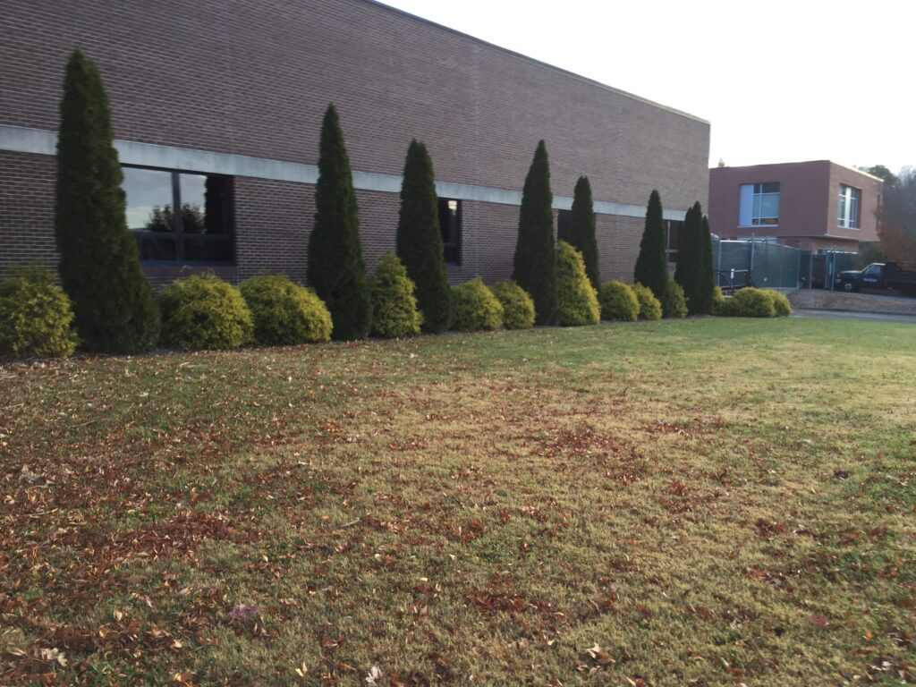 'Emerald' arborvitae 