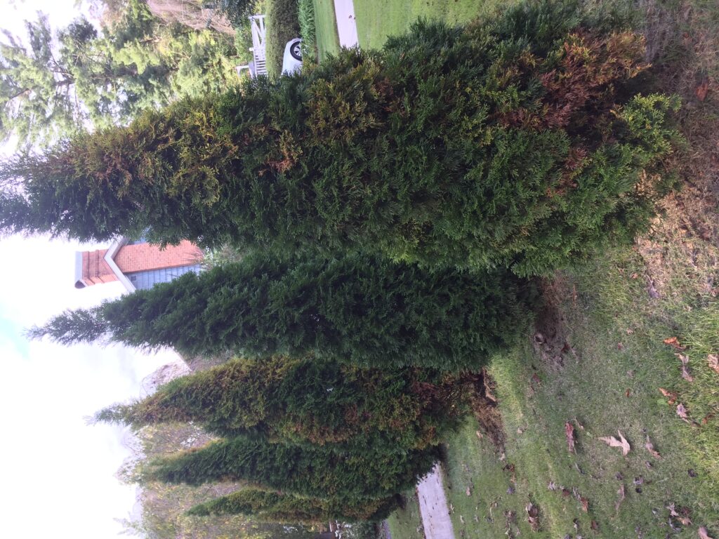 'emerald' arborvitae canker