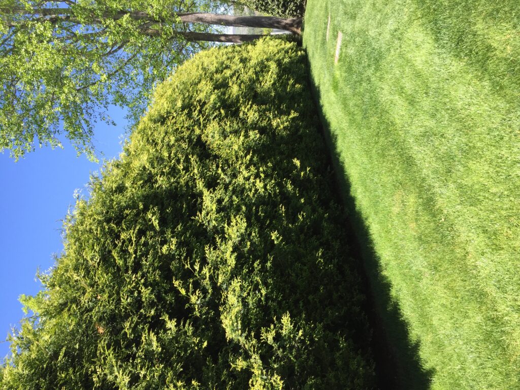 arborvitae hedge