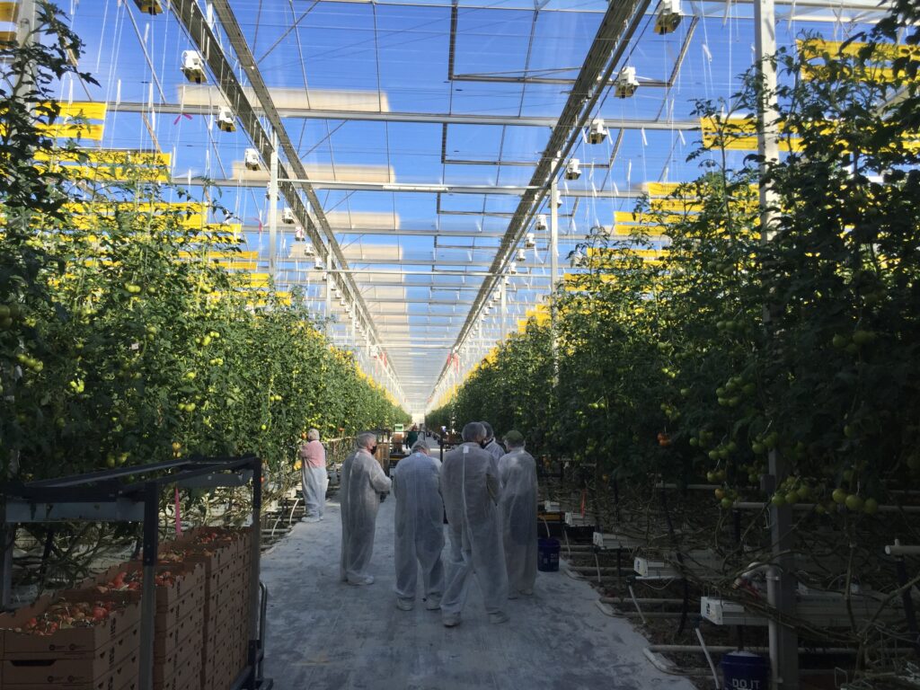 indoor tomato production