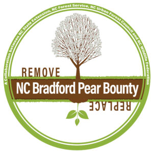 Cover photo for NC Bradford Pear Bounty - April 12th, 2025