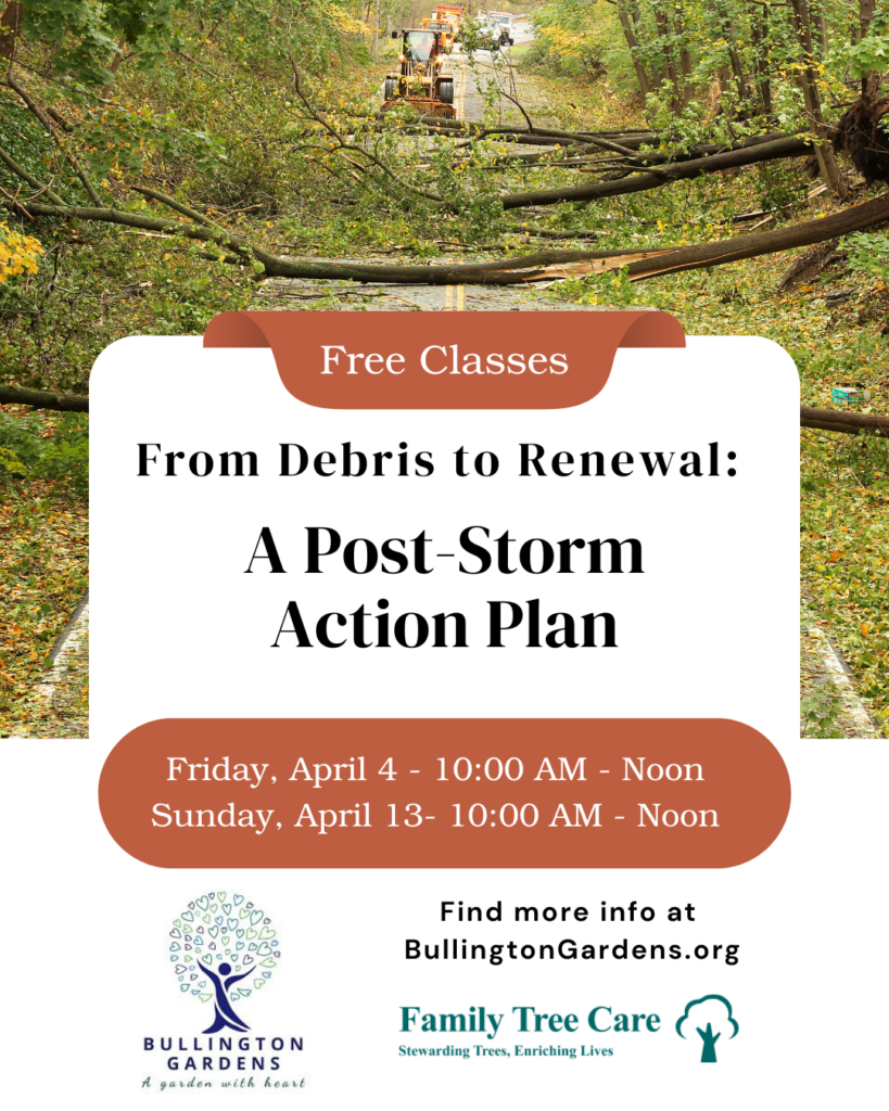 From Debris to Renewal: A Post-Storm Action Plan