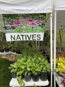 Native Plants at a plant sale