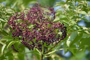 purple berry with green leaves