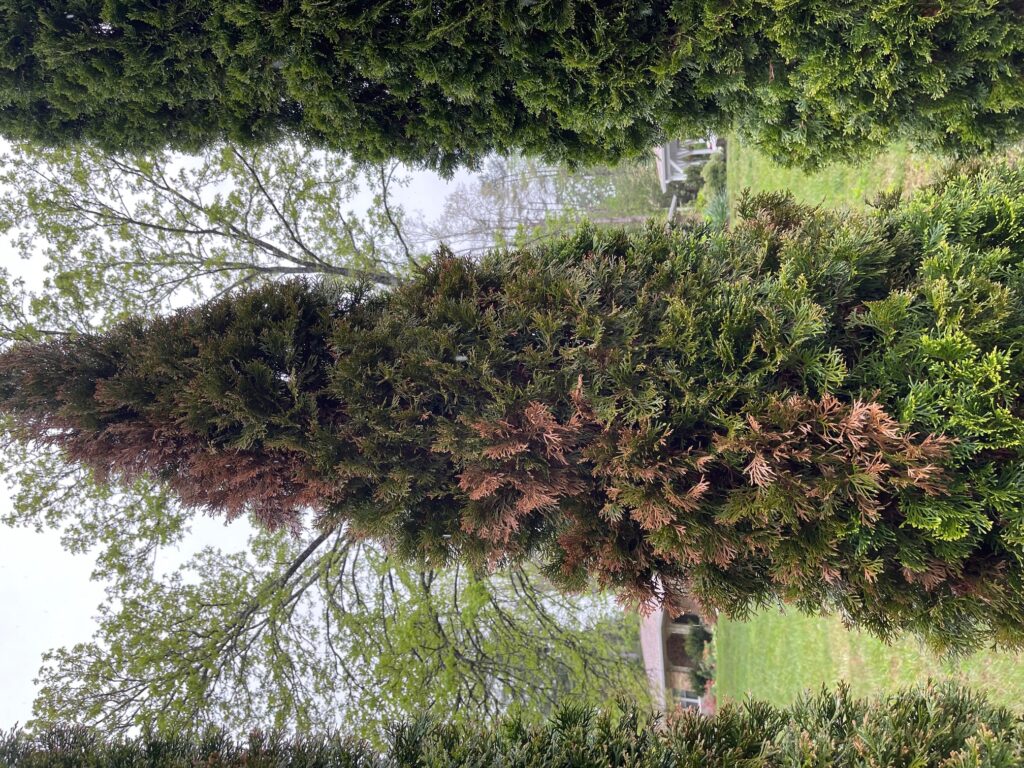 vole damaged arborvitaes