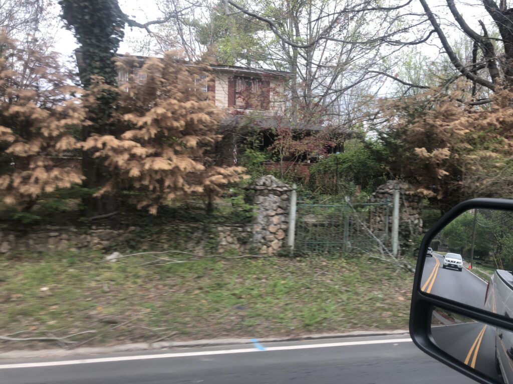 leyland cypress dying