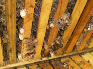 Cover photo for What Should I Be Doing in My Apiary This Month? - April