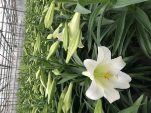 Easter Lily in bloom