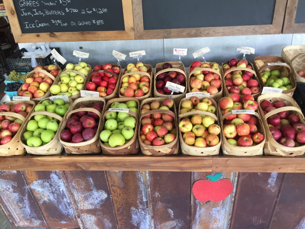 apple varieties