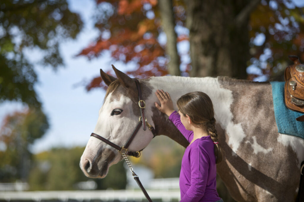 Horse Picture