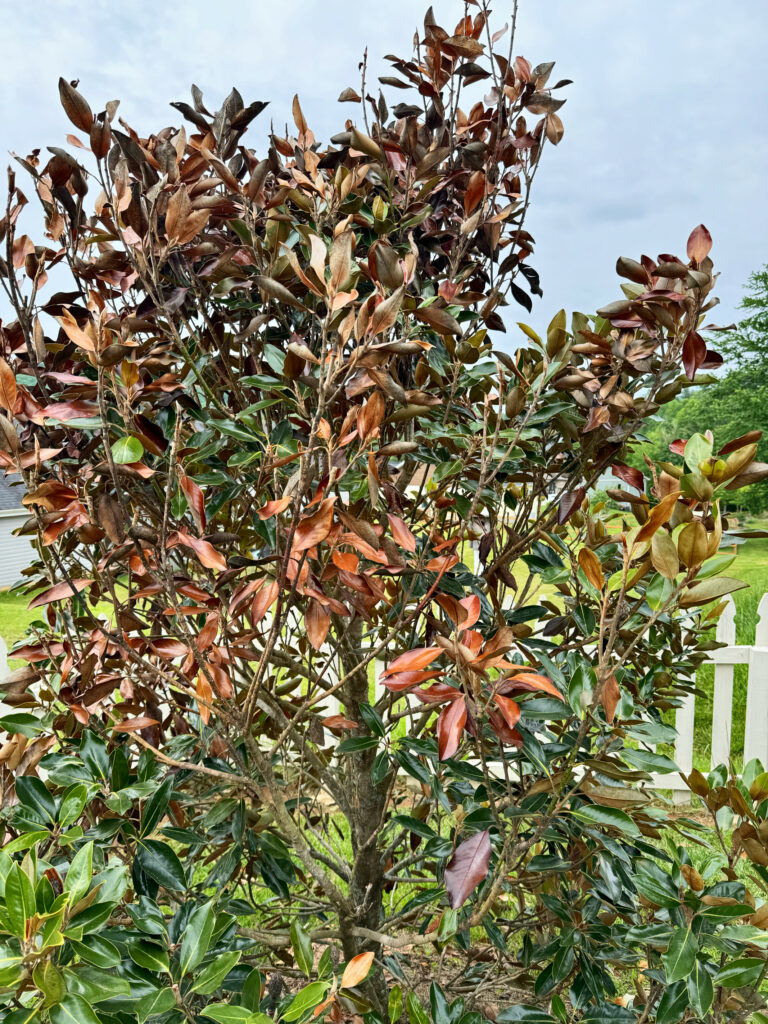 pink disease magnolia