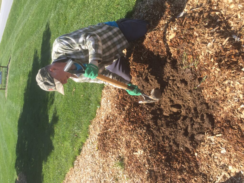 apple planting 