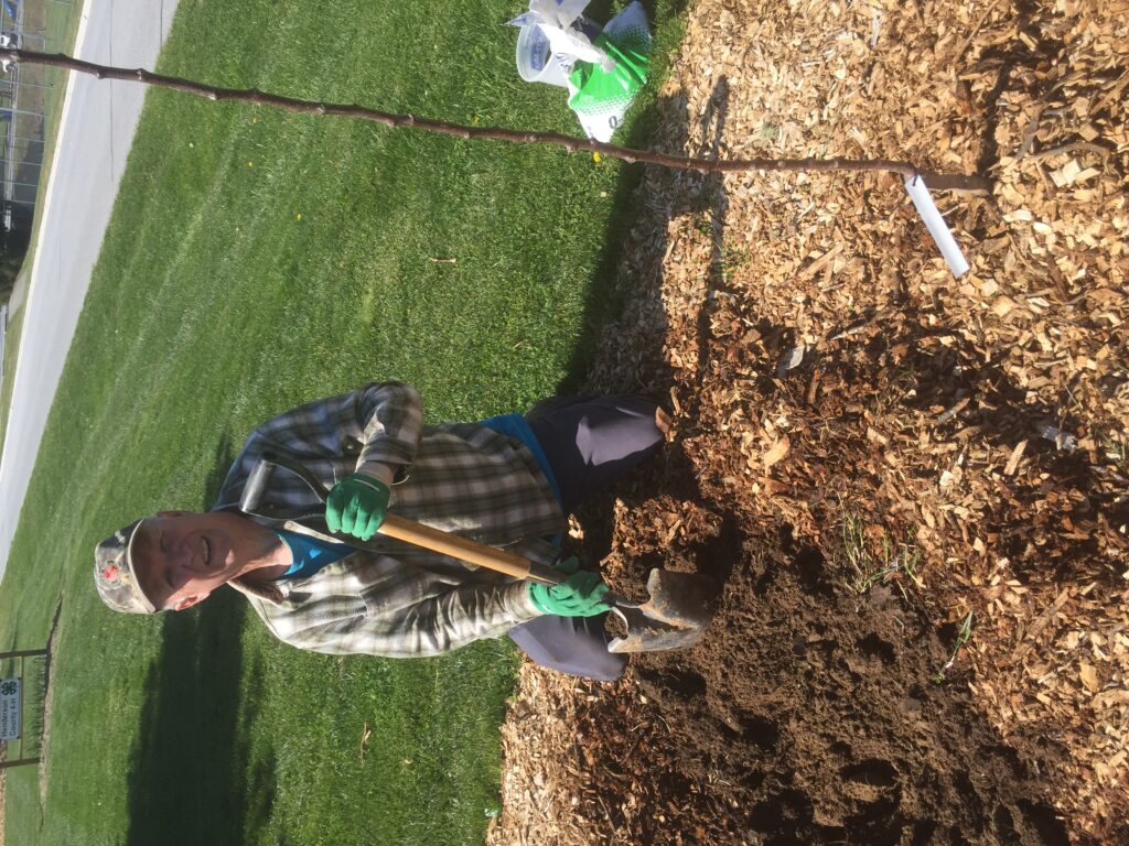 apple planting 