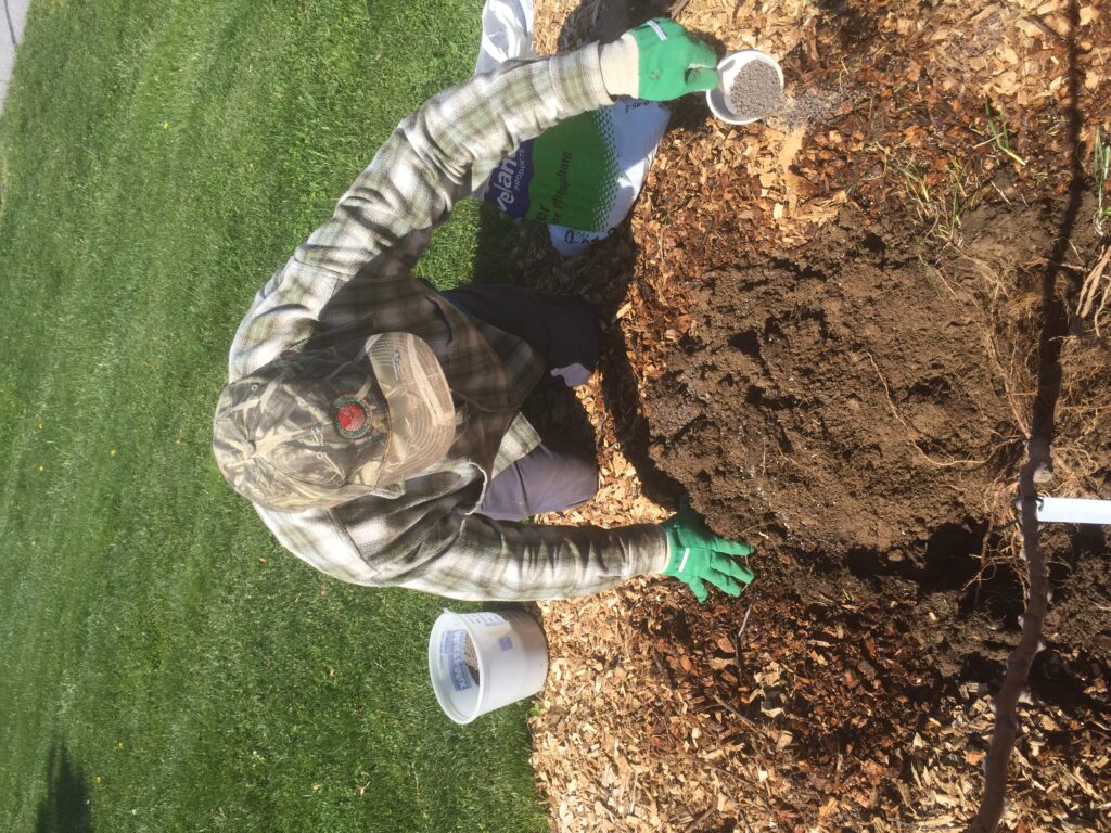 apple planting 