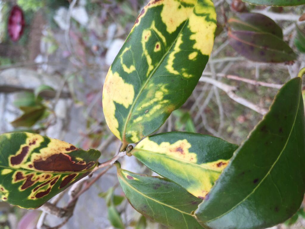 camellia virus