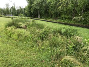 wetland formation