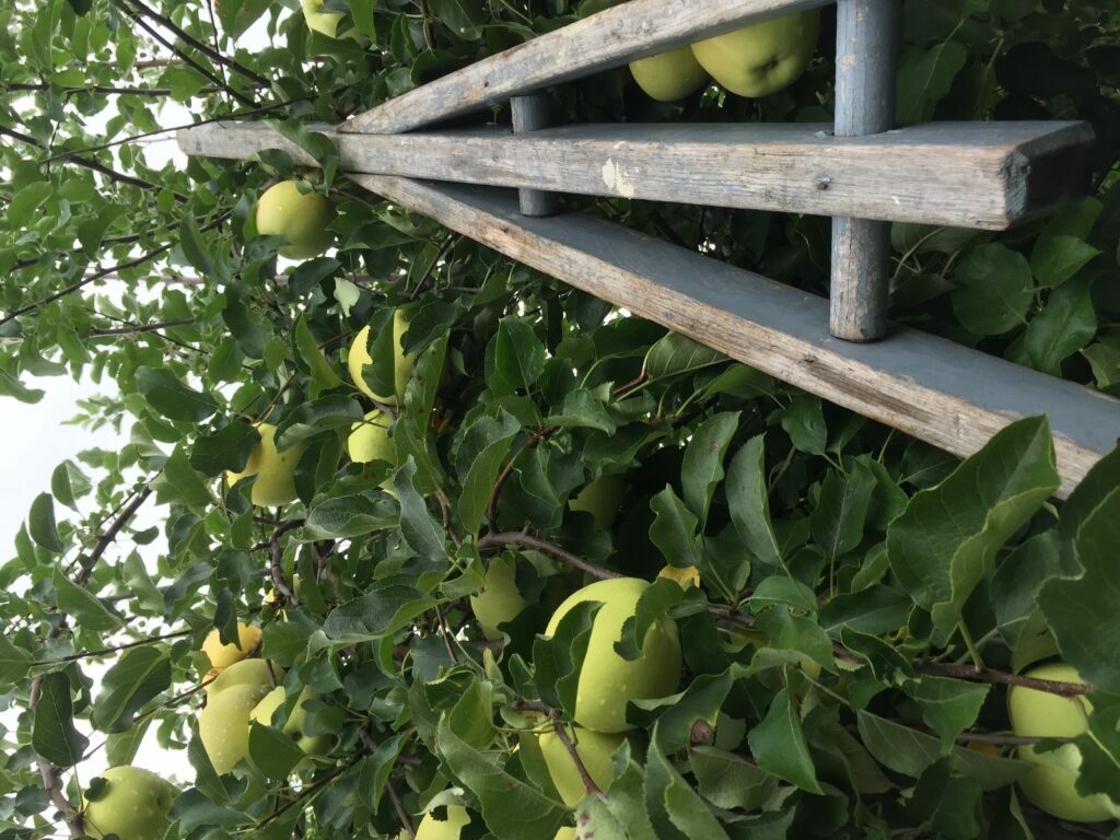 apple picking