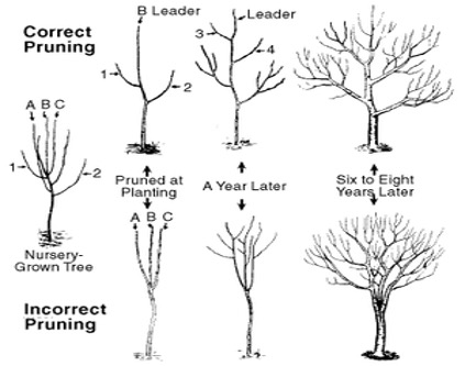 pruning apples