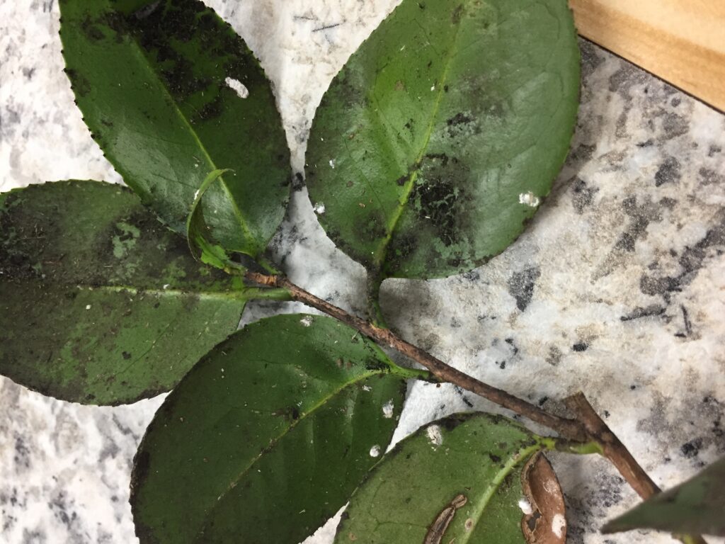 camellia scale