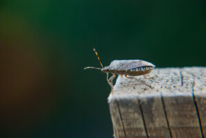 Brown marmorated stink bug
