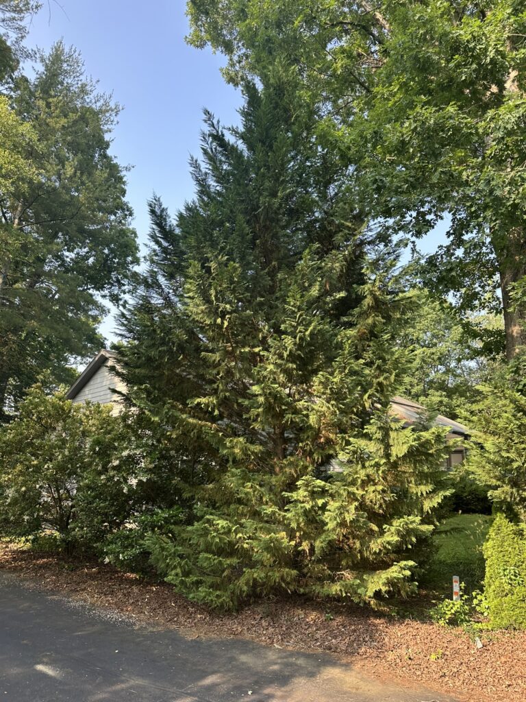 Leyland cypress