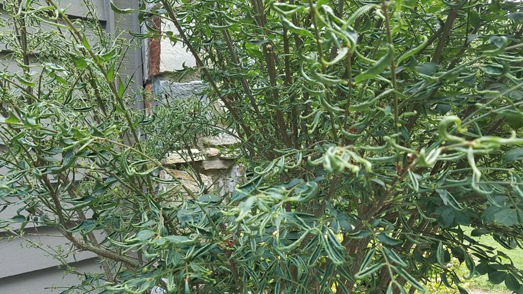 herbicide damage euonymus