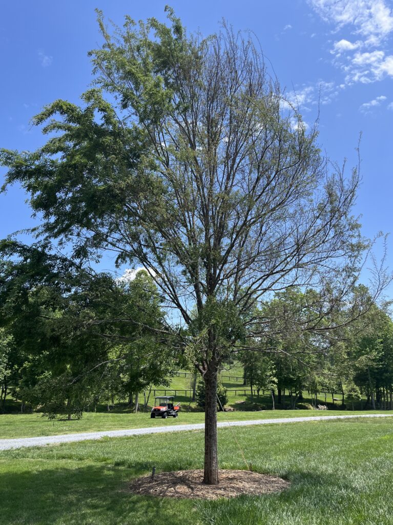 herbicide damage tree