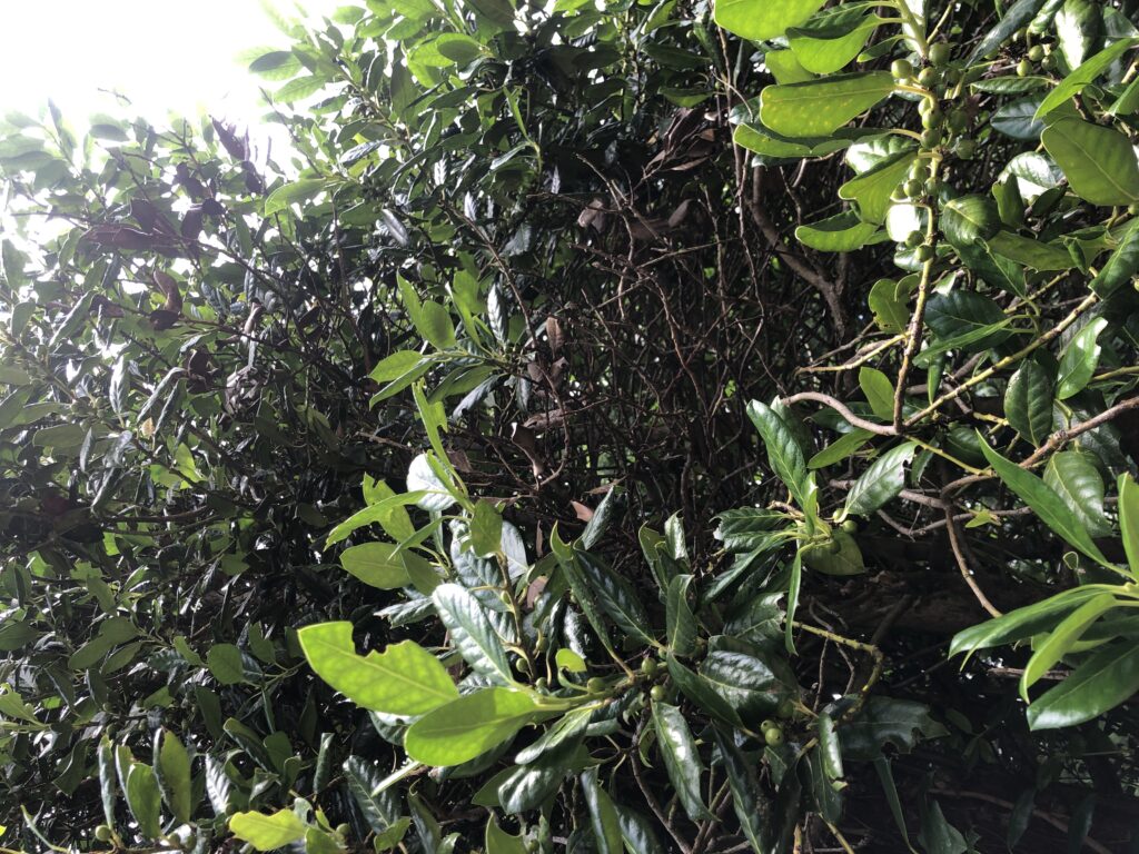 woodpecker damage holly 