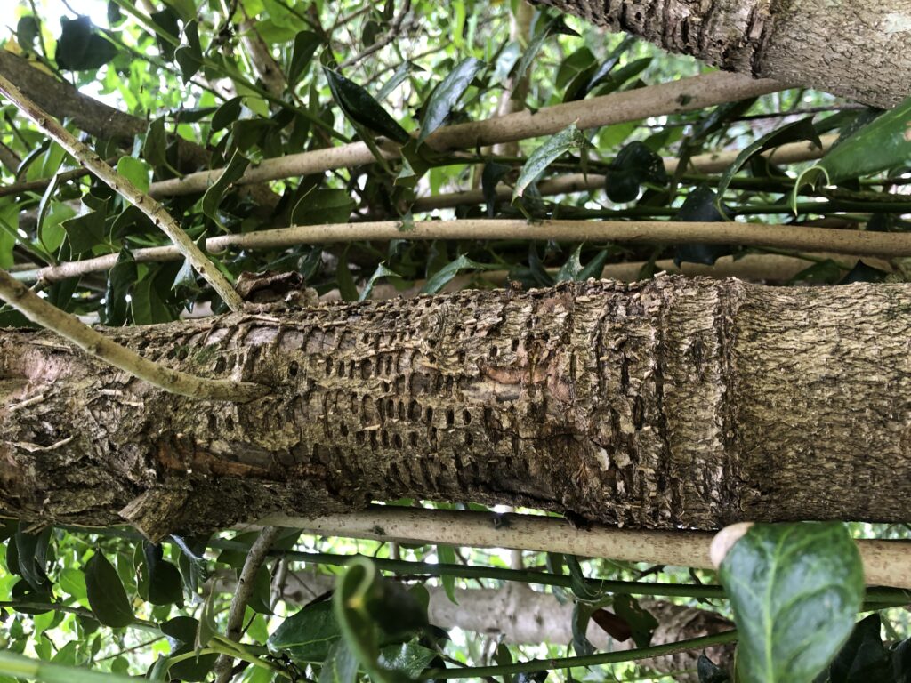 woodpecker damage holly 