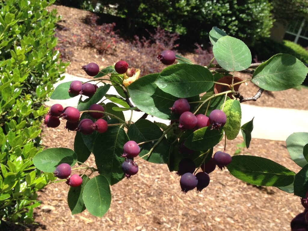 serviceberry
