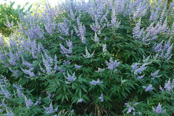 vitex