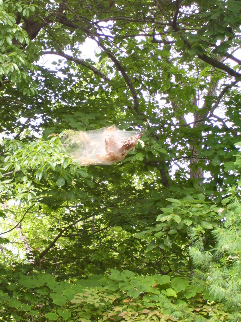 fall webworm