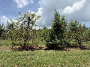 Two GLS treatments showing good and poor efficacy