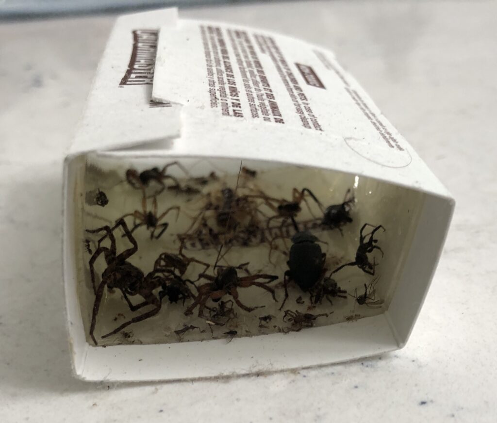 sticky trap