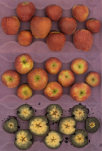 Cover photo for 2025 Apple Maturity Pilot Program [8.27.25]